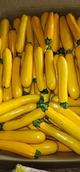 Yellow zucchini  uploaded by Growloc on 5/24/2023