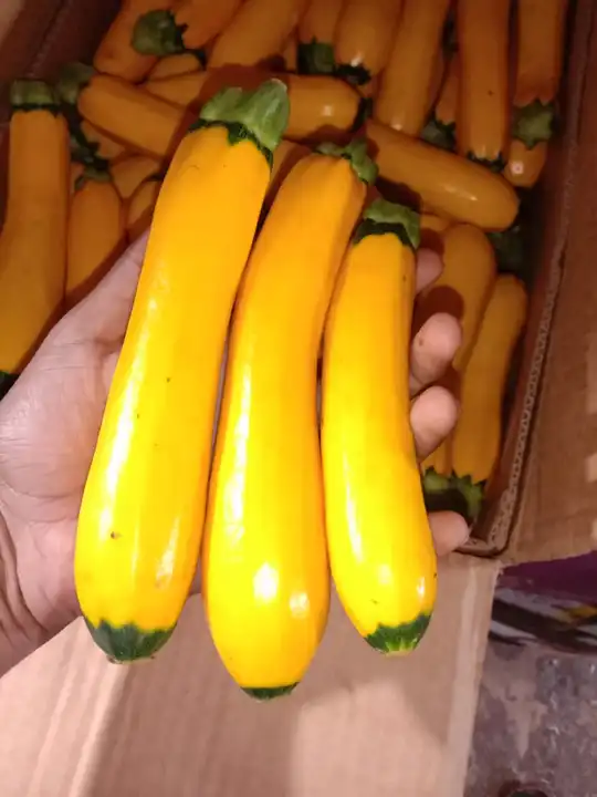 Yellow zucchini  uploaded by Growloc on 5/24/2023