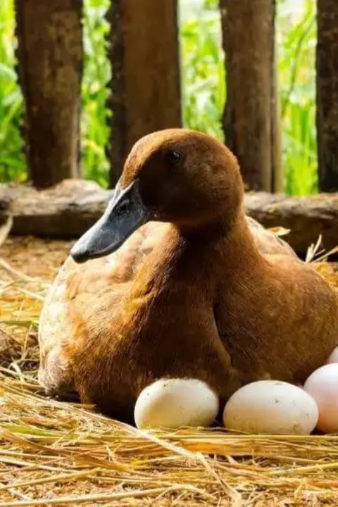 Duck eggs fish duckling and duck fill uploaded by Meenakshi Enterprises on 5/30/2024