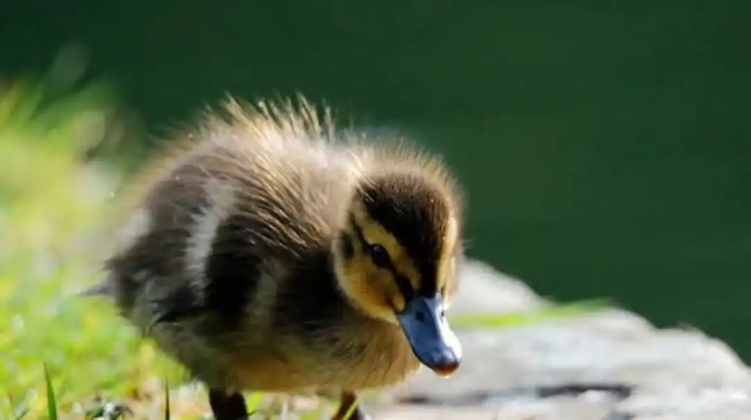 Duckling  uploaded by Poha manufacturing on 5/30/2023