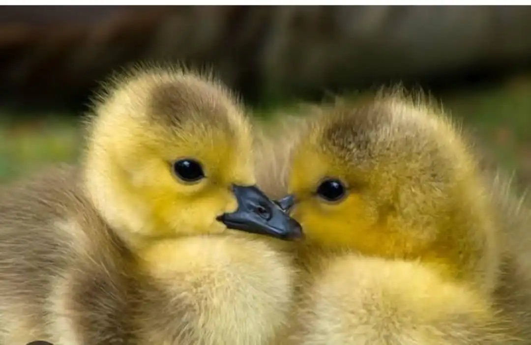 Duckling  uploaded by Poha manufacturing on 6/1/2024