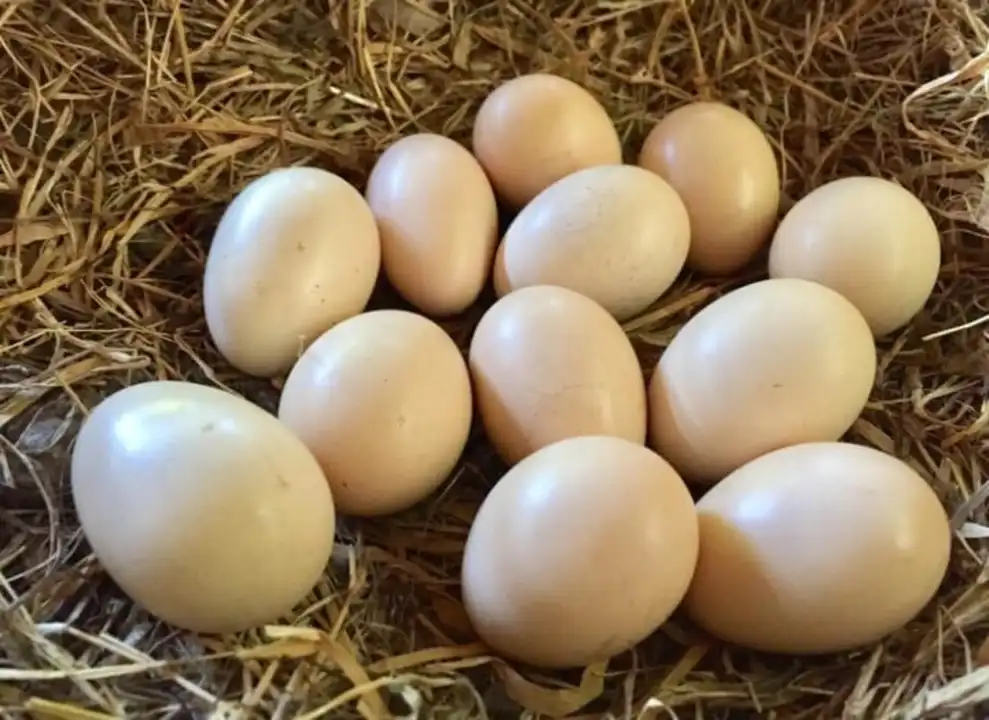 Duck eggs  uploaded by Poha manufacturing on 5/31/2023