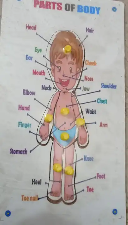 Body parts wooden  uploaded by Mangla toys on 6/1/2023