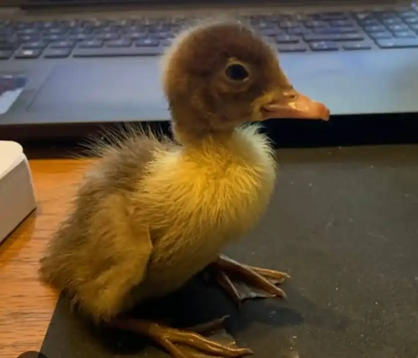 Duckling  uploaded by business on 6/1/2023