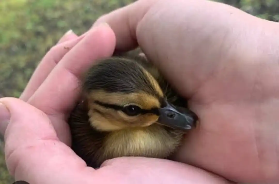 Duckling  uploaded by Poha menufacturing on 6/1/2023