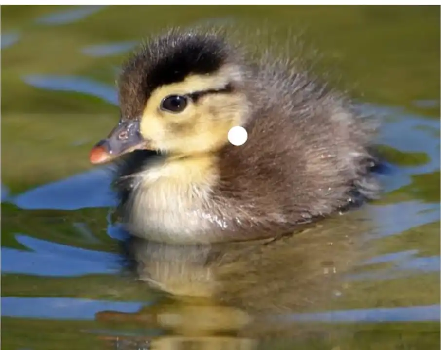 Duckling  uploaded by Poha menufacturing on 6/1/2023