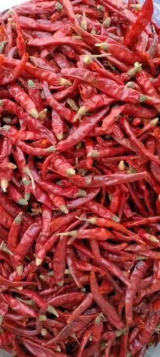 Gunturi red chilli uploaded by Sathya Sai enterprise on 6/4/2023