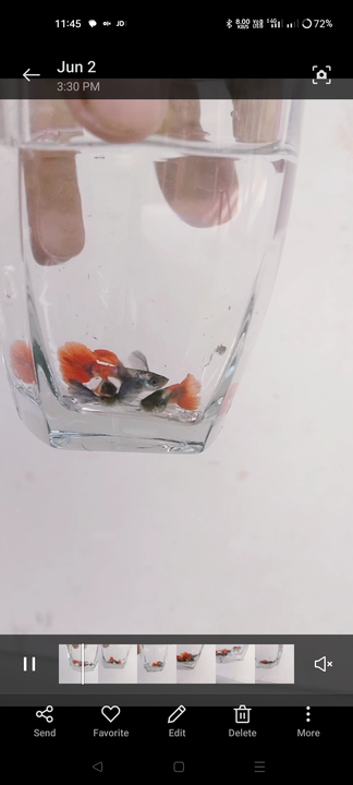 Dumbo ear Guppy for sale  uploaded by business on 6/6/2023