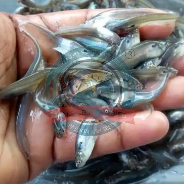 Pangasius Fish Seed  uploaded by business on 6/8/2023