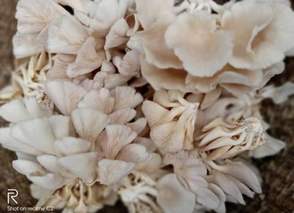 Oyester mushroom fresh uploaded by Ranjana mushroom Farm on 3/13/2021