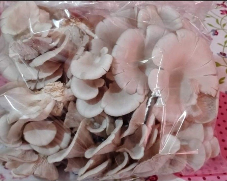 Oyester mushroom uploaded by Ranjana mushroom Farm on 3/13/2021
