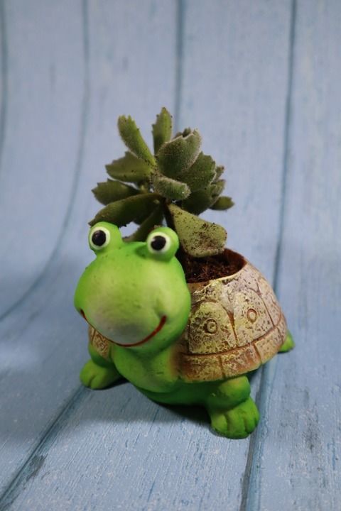 Bears pow succulents with cute turtle  uploaded by business on 3/13/2021