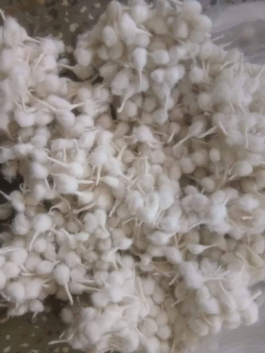 Cotton wicks uploaded by Shree MahaMaya Agency on 5/26/2024