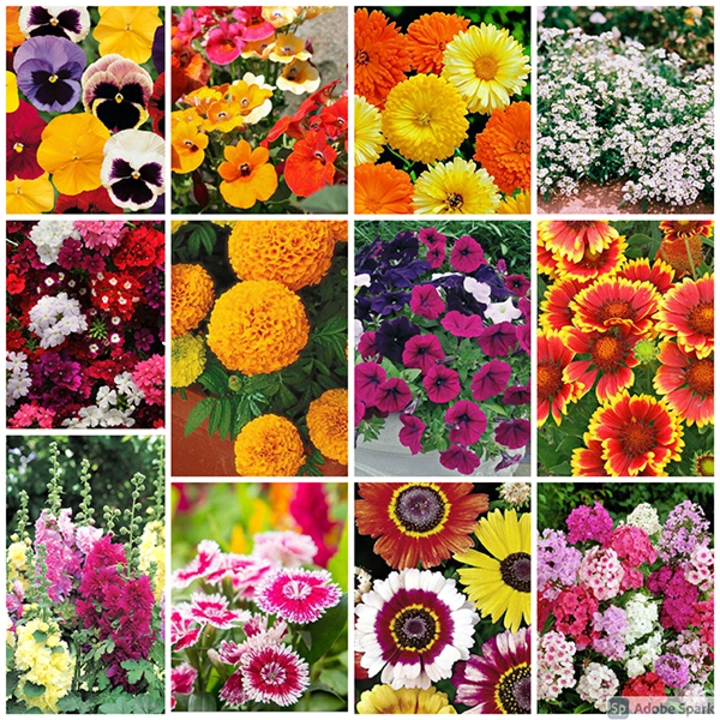Flower seeds uploaded by GOD GIFT CRAFTS on 6/14/2023