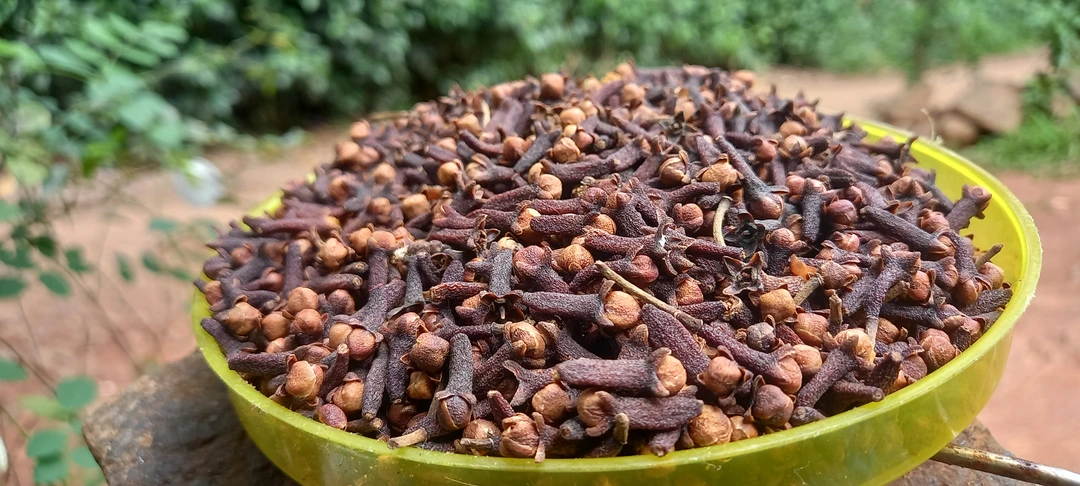 IDUKKI CLOVES 😍 uploaded by IMR SPICES CO. KERALA  on 6/22/2023