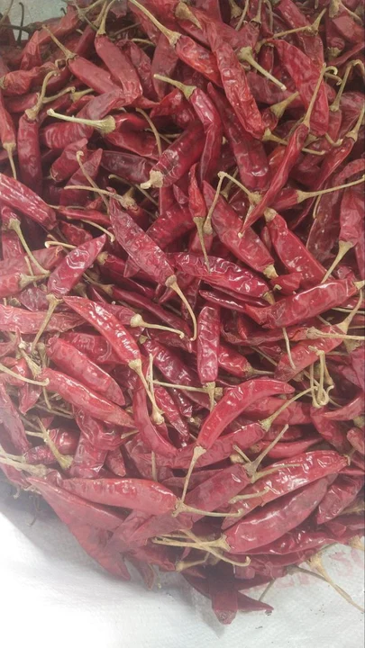 Red chilli  uploaded by Om sai ram on 6/25/2023