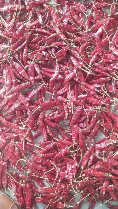 Red chilli  uploaded by Om sai ram on 6/25/2023