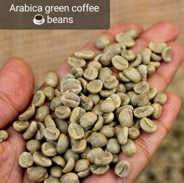 Arabica green coffee ☕️ beans  uploaded by business on 6/26/2023