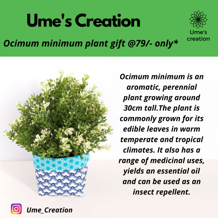 Ocimum minimum Plant  uploaded by business on 3/15/2021