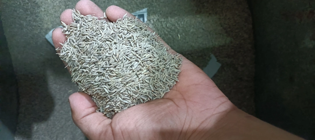Jeera/ cumin seed  uploaded by business on 7/1/2023