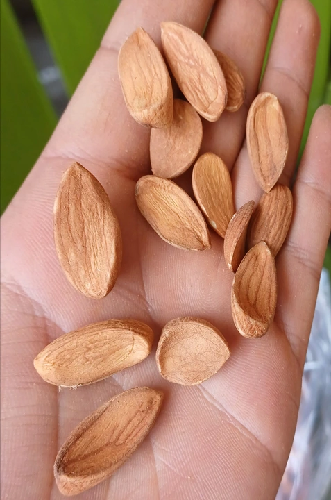 Premium curved mamra almond giri uploaded by business on 7/4/2023