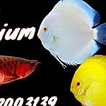 Business logo of Aquafin aquarium