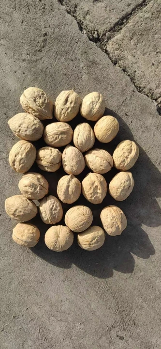 Kashmiri kakzi walnuts  uploaded by business on 7/10/2023
