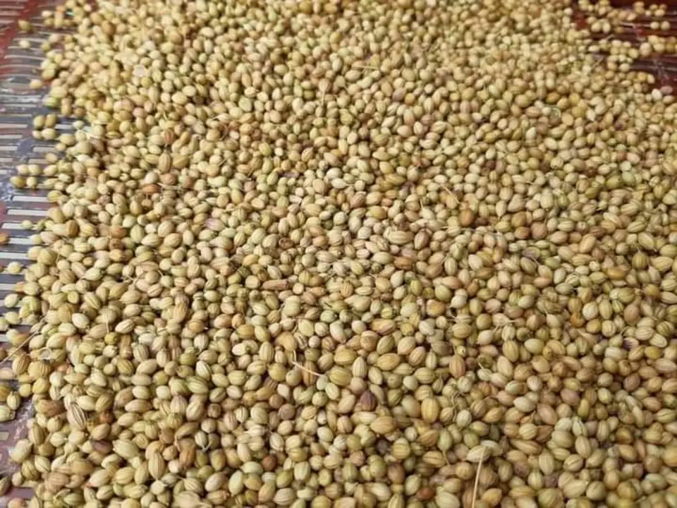 Post image Coriander seeds Available