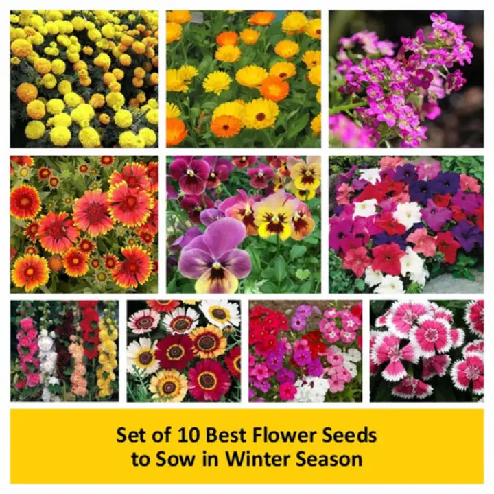 Flower seeds  uploaded by business on 7/16/2023