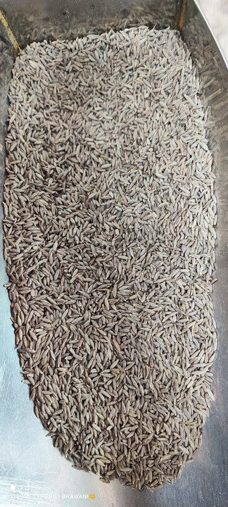 Cumin seeds  uploaded by Chauhan Traders on 7/18/2023