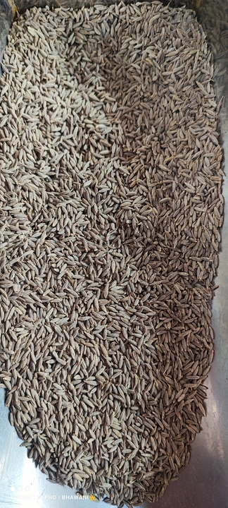Cumin seeds  uploaded by Chauhan Traders on 7/18/2023