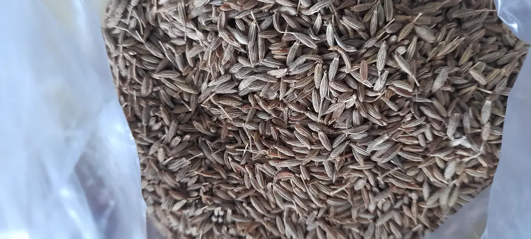 cumin seeds ( Jira ) uploaded by Ved Enterprise on 7/18/2023