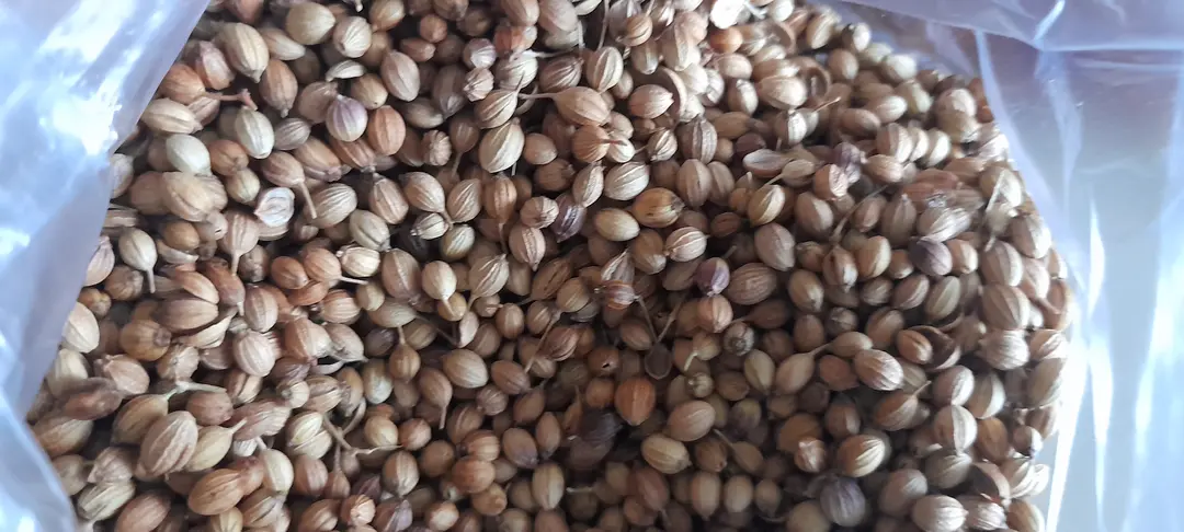 Coriander Seeds ( Dhaniya ) uploaded by Ved Enterprise on 7/18/2023