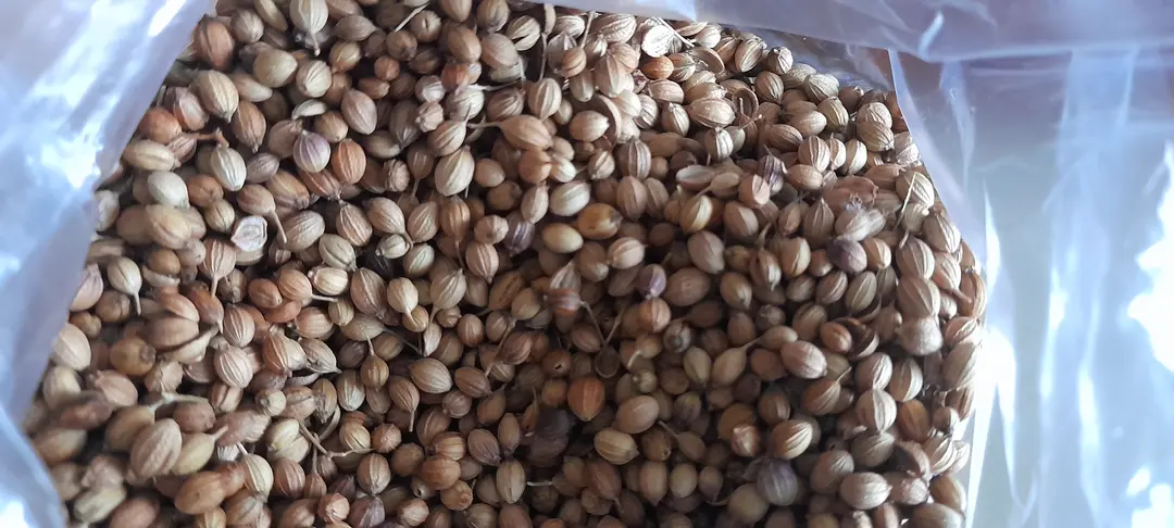 Coriander Seeds ( Dhaniya ) uploaded by Ved Enterprise on 7/18/2023