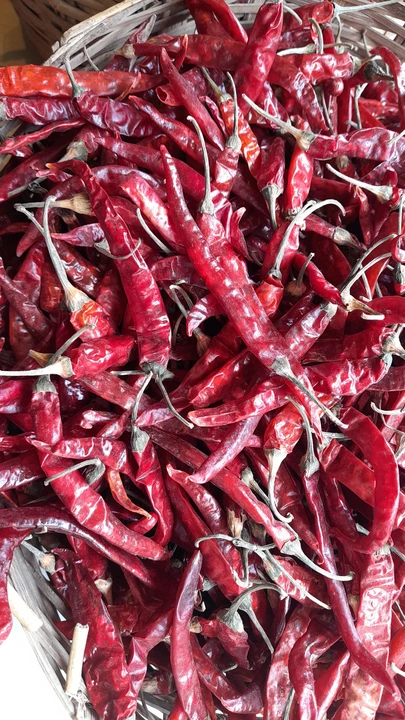 Dry Red chilli 🌶  uploaded by business on 7/18/2023