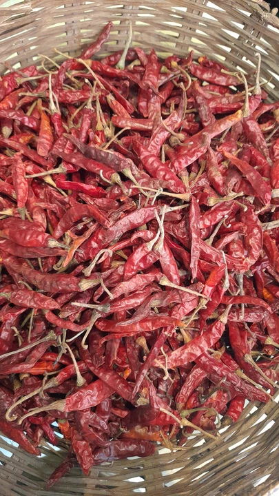 Dry Red chilli 🌶  uploaded by Ved Enterprise on 7/18/2023