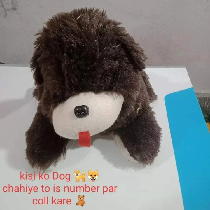 Dog teddy  uploaded by Shree shyam toys on 7/25/2023