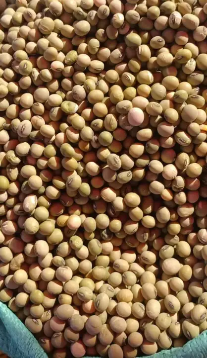 Soybean seeds  uploaded by KUSHAL TRADERS on 7/29/2023