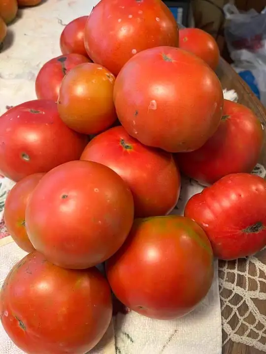 Tomato uploaded by KUSHAL TRADERS on 7/30/2023
