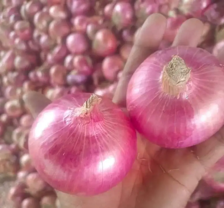 Onion  uploaded by KUSHAL TRADERS on 7/30/2023