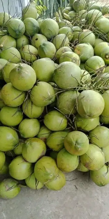 Coconut  uploaded by KUSHAL TRADERS on 7/30/2023