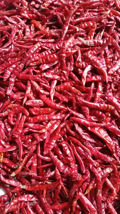 Red chilli  uploaded by Chauhan Traders on 8/1/2023