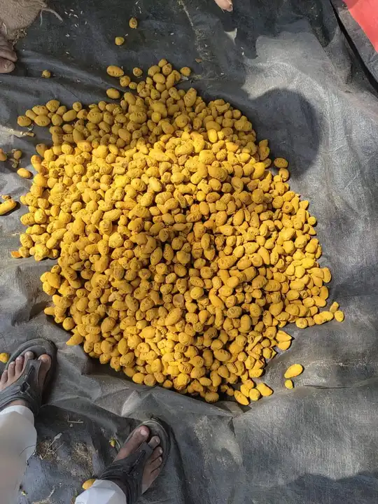 Turmeric  uploaded by business on 8/6/2023