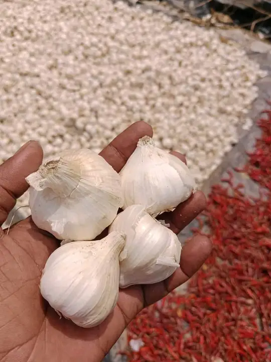 Garlic uploaded by KUSHAL TRADERS on 8/13/2023