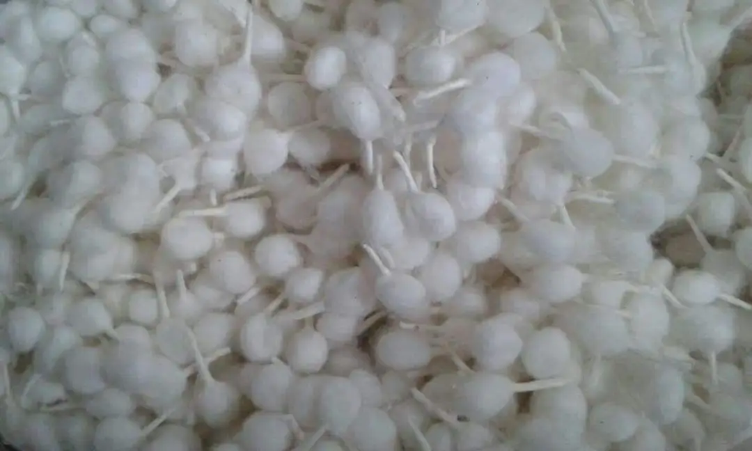 All Cotton Wicks Available
Pls Contact
+919410996454 uploaded by business on 8/13/2023