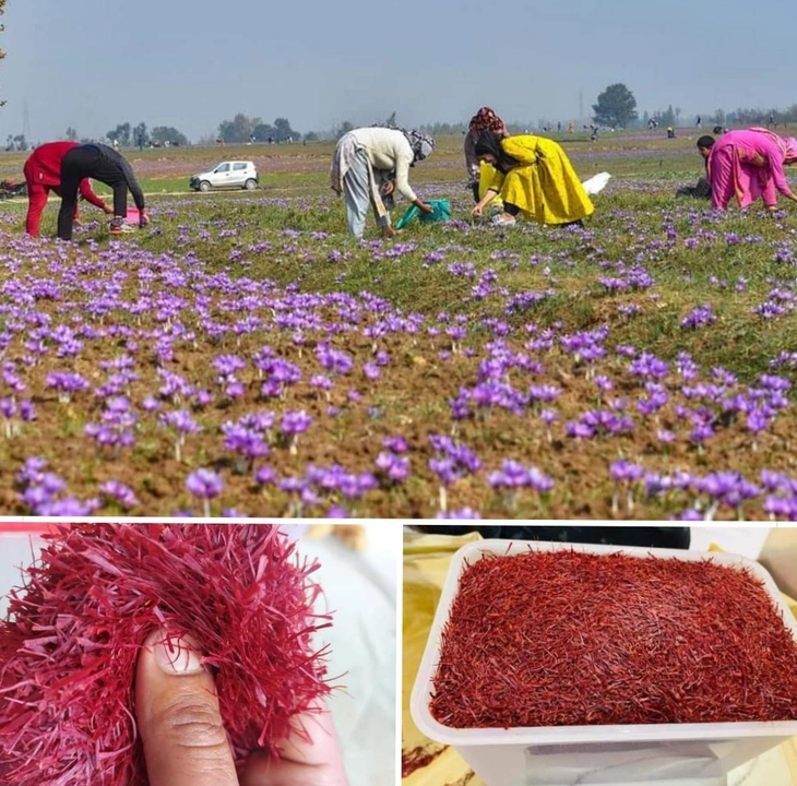 Pampora the city of saffron World's best saffron in Kashmir  uploaded by Jk famous dryfruits and saffron on 8/15/2023