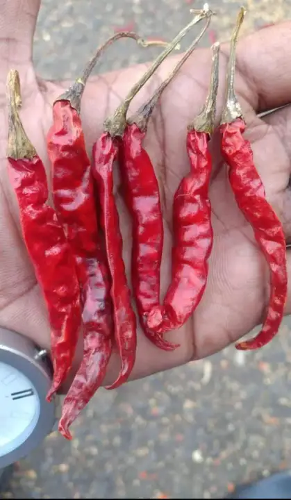 Post image Red chilli masla house packing 5(kg)_10(kg)_25(kg)_40(kg) WhatsApp contact number me 7404758192