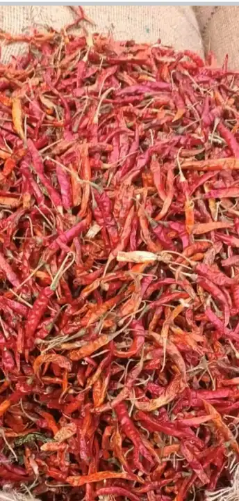 Red chilli Teja Fatki uploaded by business on 8/28/2023