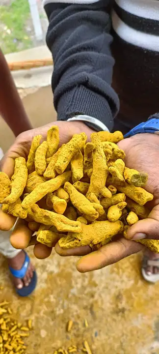 Turmeric finger uploaded by business on 8/28/2023