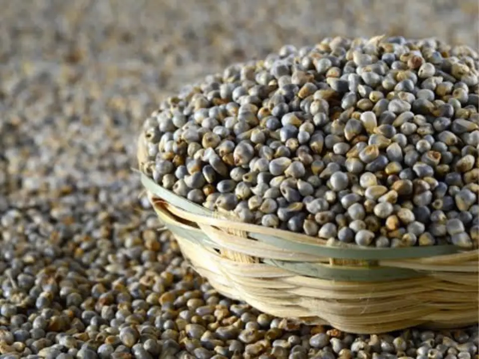 Bajra (Pearl Millet) uploaded by business on 9/3/2023